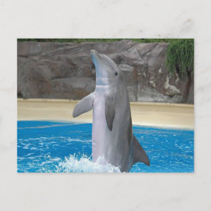 Dancing Dolphin Post Card Postkarte