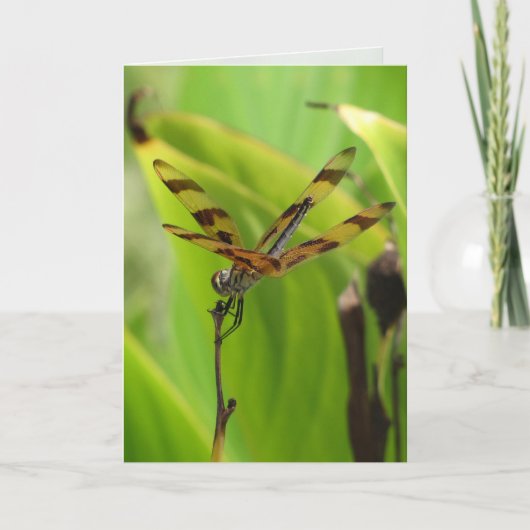 Dancing Dragonfly-Grußkarte Karte (Vorderseite)