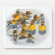 Dancing Lady Yellow Oncidium Orchio