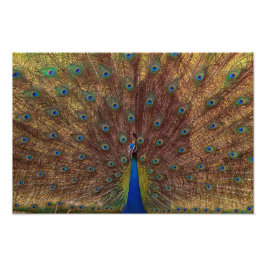 Dancing Peacock (Landscape) Fotodruck