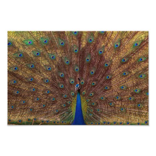 Dancing Peacock (Landscape) Fotodruck (Vorne)