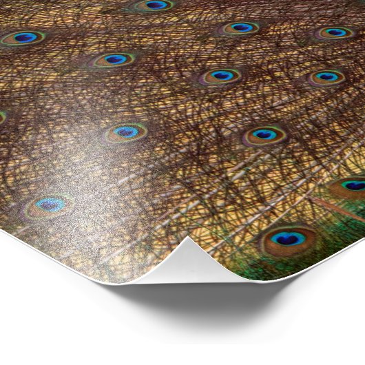 Dancing Peacock (Landscape) Fotodruck (Ecke)