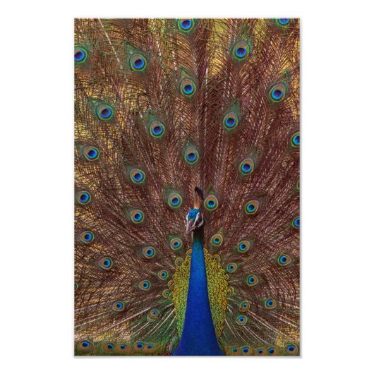 Dancing Peacock (Portrait) Fotodruck (Vorne)