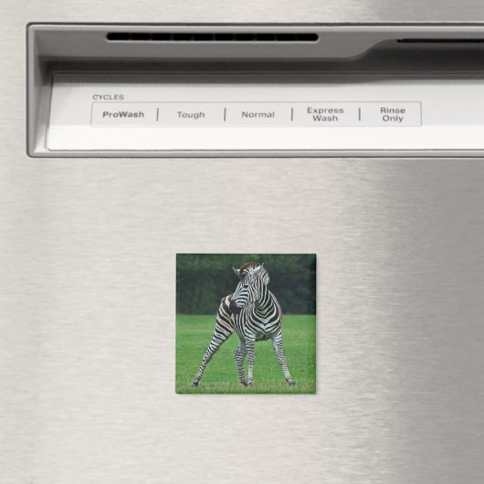 Dancing Zebra-Magnet Magnet (In Situ (Geschirrspüler))