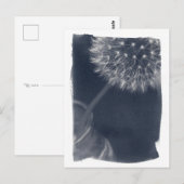 Dandalion Coffee Cyanotype Postkarte (Vorne/Hinten)