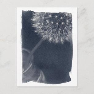 Dandalion Coffee Cyanotype Postkarte