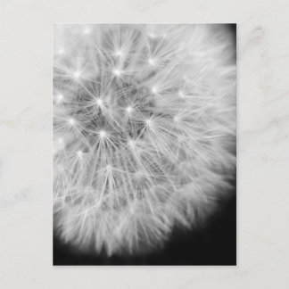 Dandalion Postkarte