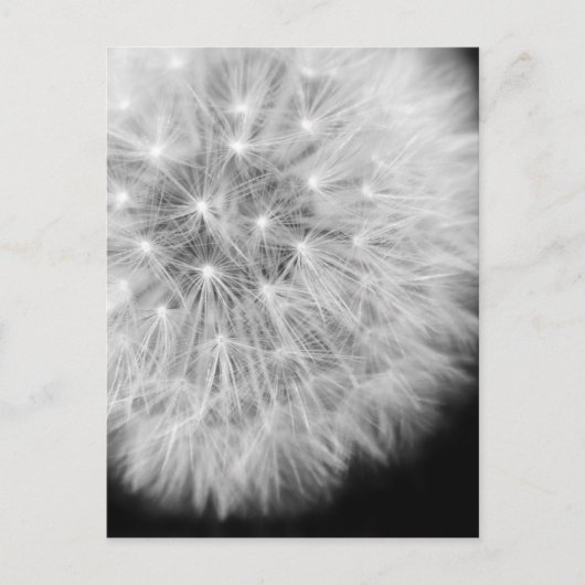 Dandalion Postkarte (Vorderseite)