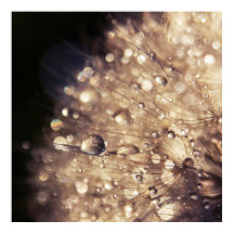 Dandalion Samen mit Tropfen in goldenem Licht