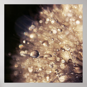 Dandalion Samen mit Tropfen in goldenem Licht Poster