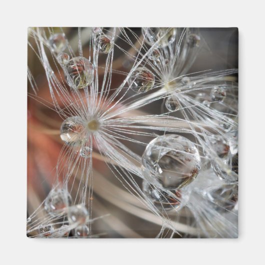 Dandelion Abstrakt Magnet (Vorne)