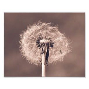 Dandelion Blowball Closeup Sepia Fotodruck