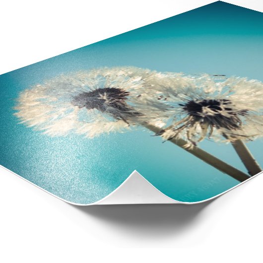 Dandelion Blue Sky Fotodruck (Ecke)