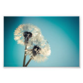 Dandelion Blue Sky Fotodruck (Vorne)