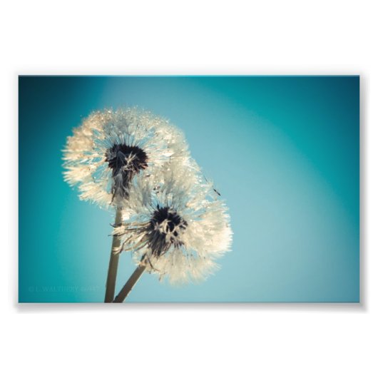 Dandelion Blue Sky Fotodruck (Vorne)