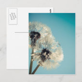 Dandelion Blue Sky Postkarte (Vorne/Hinten)