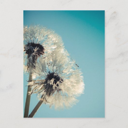 Dandelion Blue Sky Postkarte (Vorderseite)