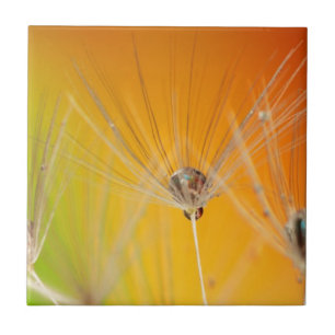 Dandelion blüht Blume Destiny Peace Liebe Art Fliese