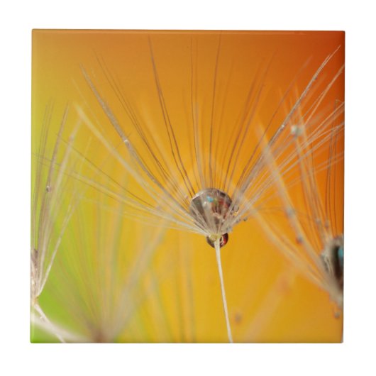 Dandelion blüht Blume Destiny Peace Liebe Art Fliese (Vorderseite)