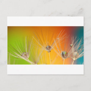 Dandelion blüht Blume Destiny Peace Liebe Art Postkarte