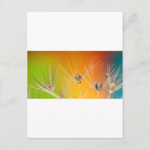 Dandelion blüht Blume Destiny Peace Liebe Art Postkarte