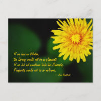 Dandelion Blume Anne Bradstreet Zitat Postcard