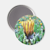 Dandelion-Blume fast in Bloom Magnet (Vorderseite/Rückseite)