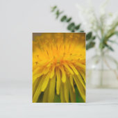 Dandelion-Blume | Floral und Makrofotografie Postkarte (Stehend Vorderseite)