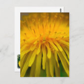Dandelion-Blume | Floral und Makrofotografie Postkarte (Vorne/Hinten)