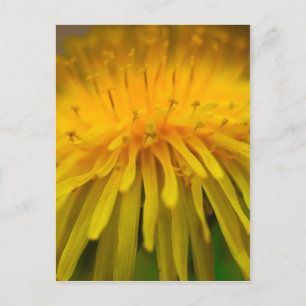 Dandelion-Blume Floral und Makrofotografie Postkarte