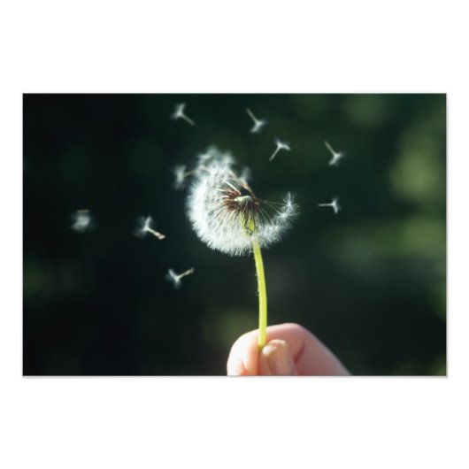 Dandelion-Blume Fotodruck (Vorne)