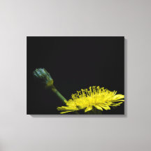 Dandelion-Blume