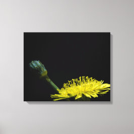 Dandelion-Blume Leinwanddruck