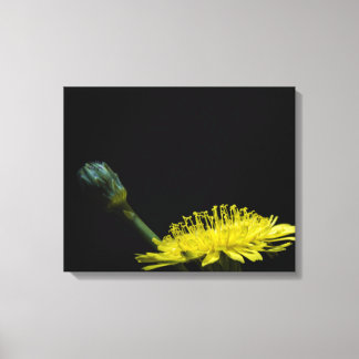 Dandelion-Blume Leinwanddruck