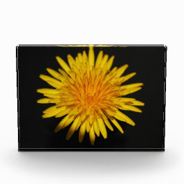 Dandelion Blume pbcna Fotoblock