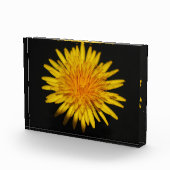 Dandelion Blume pbcna Fotoblock (Rechts)