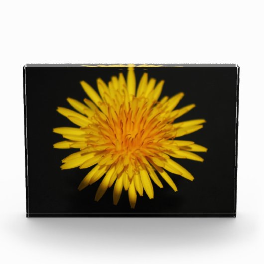 Dandelion-Blume pbcnm Fotoblock (Vorderseite)
