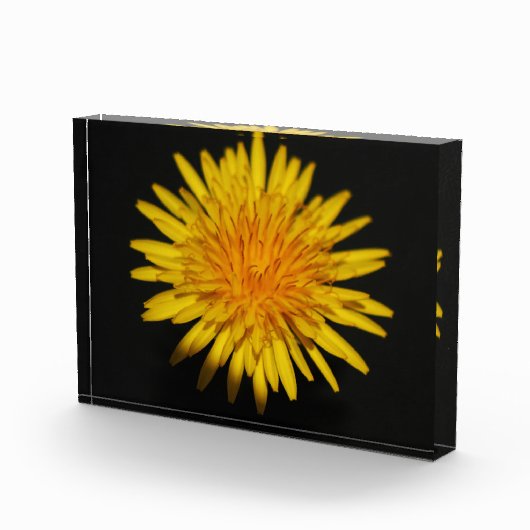Dandelion-Blume pbcnm Fotoblock (Rechts)
