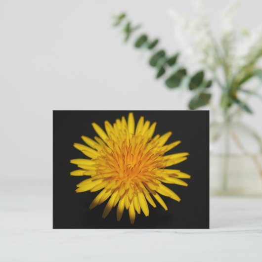 Dandelion Blume pccna Postkarte (Stehend Vorderseite)