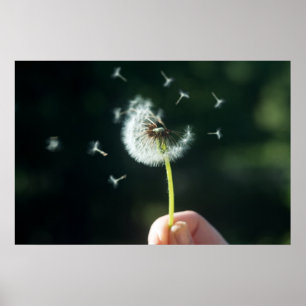 Dandelion-Blume Poster