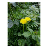 Dandelion-Blume Poster (Vorderseite)