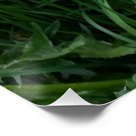 Dandelion-Blume Poster (Ecke)