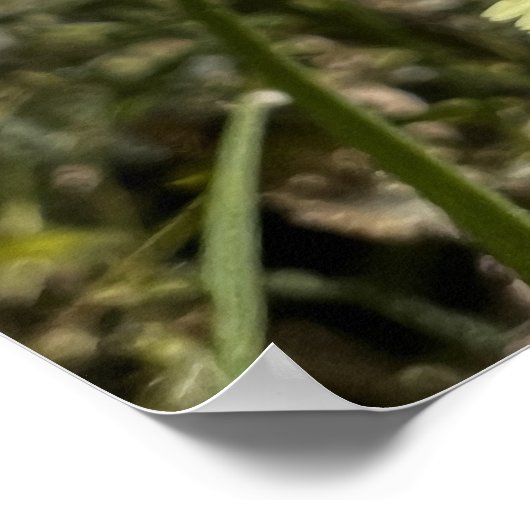 Dandelion-Blume Poster (Ecke)