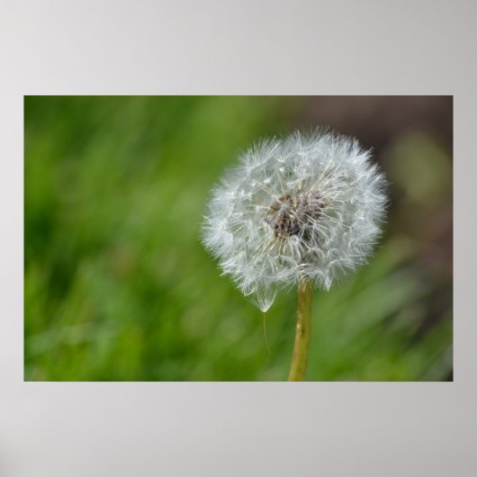 Dandelion-Blume Poster (Vorne)