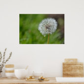 Dandelion-Blume Poster (Küche)