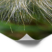 Dandelion-Blume Poster (Ecke)