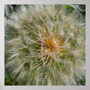 Dandelion-Blume Poster