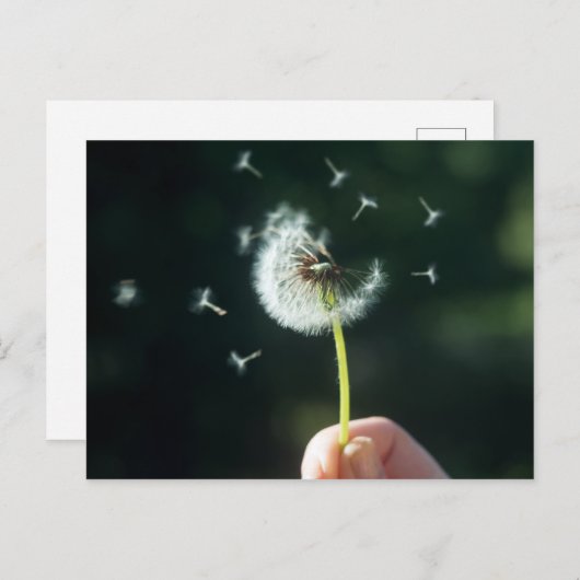 Dandelion-Blume Postkarte (Vorne/Hinten)