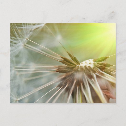 Dandelion-Blume Postkarte (Vorderseite)