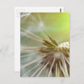Dandelion-Blume Postkarte (Vorne/Hinten)